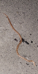 Lampropeltis triangulum