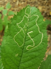 Lyonetia clerkella