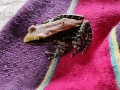 Hydrophylax bahuvistara