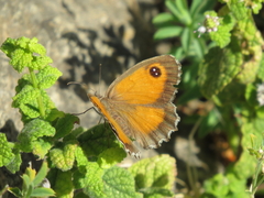 Pyronia cecilia