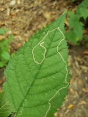 Lyonetia clerkella