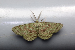 Ophthalmitis