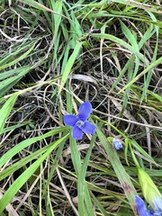 Gentianopsis ciliata