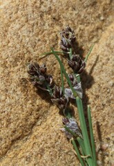 Ficinia bulbosa