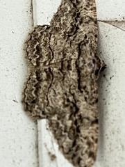 Anavitrinella pampinaria