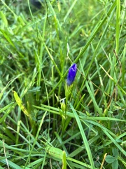 Gentianopsis ciliata