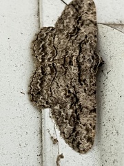 Anavitrinella pampinaria