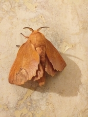 Gastropacha quercifolia