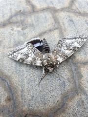 Catocala fraxini