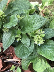 Pentaglottis sempervirens