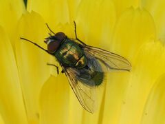 Lucilia