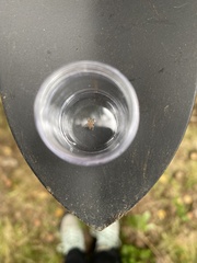 Clubionidae