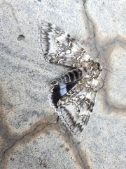 Catocala fraxini