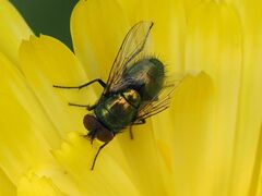 Lucilia
