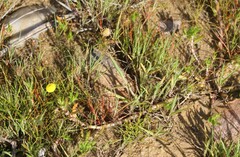 Cotula coronopifolia