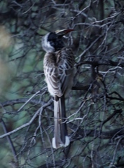 Lophoceros nasutus