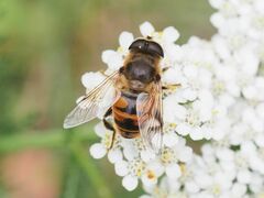 Eristalis tenax
