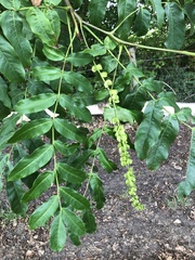 Pterocarya fraxinifolia