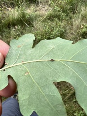 Neuroterus anthracinus