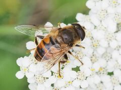 Eristalis tenax