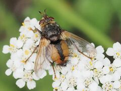 Tachina fera