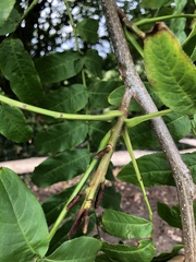 Pterocarya fraxinifolia