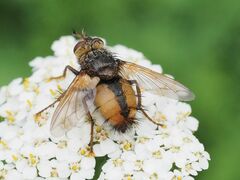 Tachina fera