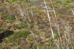 Cotula coronopifolia