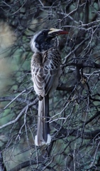 Lophoceros nasutus