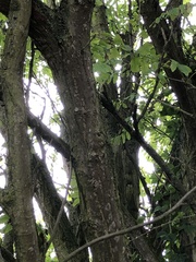 Pterocarya fraxinifolia