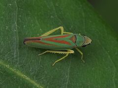 Graphocephala fennahi