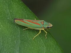 Graphocephala fennahi