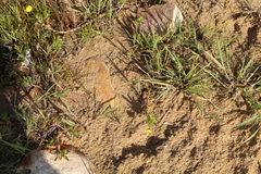 Cotula coronopifolia