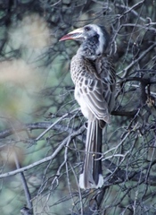 Lophoceros nasutus