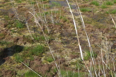 Cotula coronopifolia