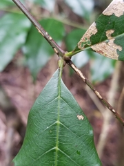 Cupaniopsis newmanii