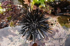 Stomopneustes variolaris