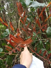 Cupaniopsis newmanii