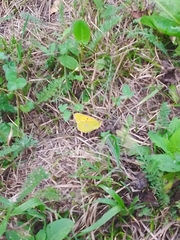 Colias croceus