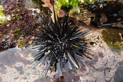 Stomopneustes variolaris