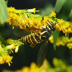 Spilomyia longicornis