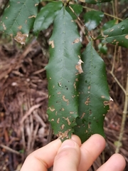 Cupaniopsis newmanii