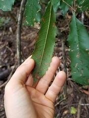 Cupaniopsis newmanii