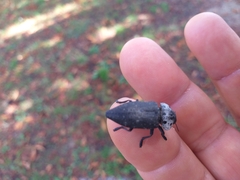 Capnodis tenebrionis