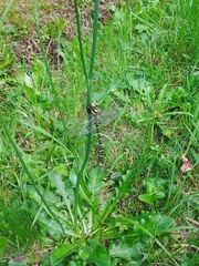 Cordulegaster bidentata