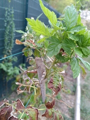 Anacridium aegyptium