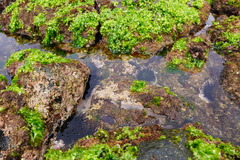 Stomopneustes variolaris