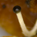 オオヒラタケ