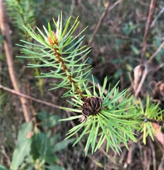 Pultenaea stipularis