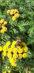 Eristalina